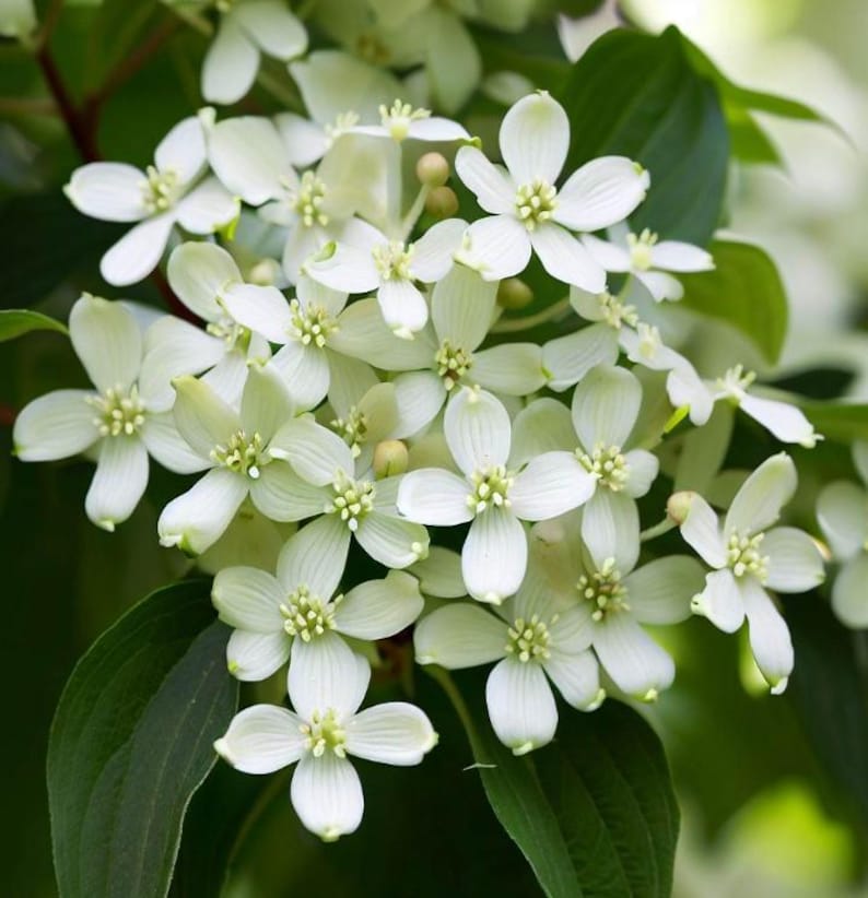 Gray Dogwood Tree