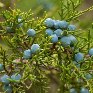 May include: Close-up of a juniper bush with blue berries. The berries are clustered together on the branches, which are covered in green needles.
