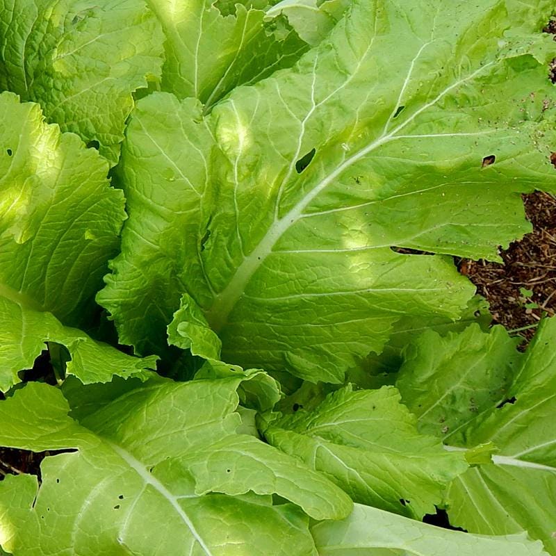 Florida Broadleaf, Mustard (brassica Juncea) Vegetable Seeds, Cut-and ...