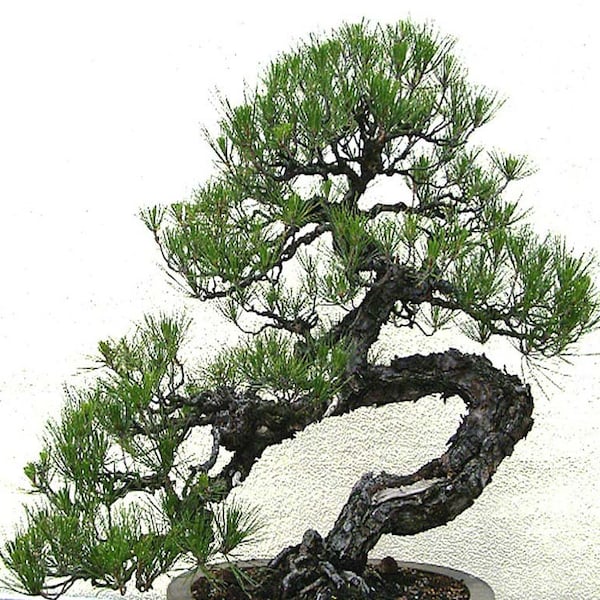 Pinus thunbergii (Japanese Black Pine) Tree Seeds , prized for Bonsai, ornamental use and resilience in challenging conditions