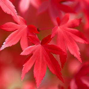 May include: Close-up of vibrant red maple leaves with intricate veins and pointed tips. The leaves are arranged in a cluster, showcasing the beauty of autumn foliage.