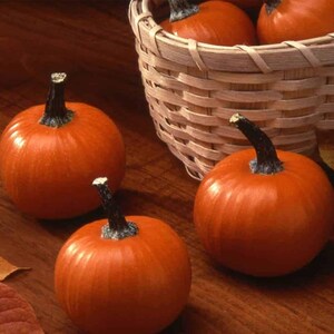 May include: Several small, round, orange pumpkins with dark green stems are scattered on a wooden surface. A woven basket holds additional pumpkins. The pumpkins have a smooth texture and are a vibrant orange color.