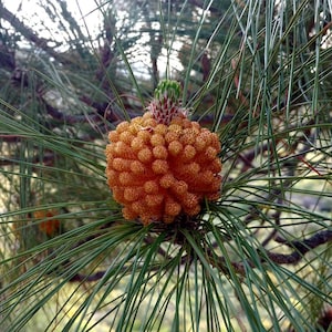 May include: Close-up of a pine tree branch with a developing pine cone. The cone is a warm orange color, covered in small, rounded segments. The needles are long, thin, and green. The background is blurred, suggesting a natural outdoor setting.