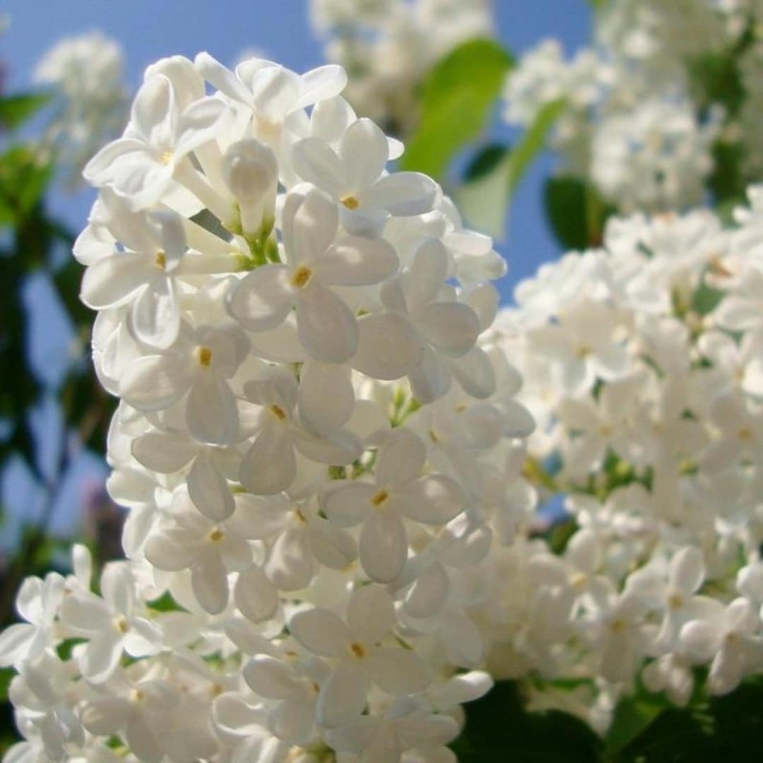 Syringa Amurensis Japonica (japanese Tree Lilac) Tree Seeds, Low ...