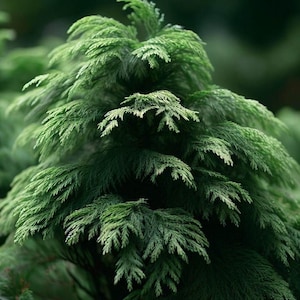 May include: Close-up of a vibrant green conifer tree with soft, feathery needles. The evergreen foliage is dense and layered, creating a textured appearance. The image highlights the natural beauty and intricate details of the plant.