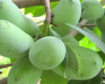 May include: Close-up of green pawpaw fruits hanging from a tree branch. The fruits are oval-shaped and have a smooth skin. The leaves are a vibrant green color. The image is well-lit, showcasing the natural colors and textures of the pawpaws.