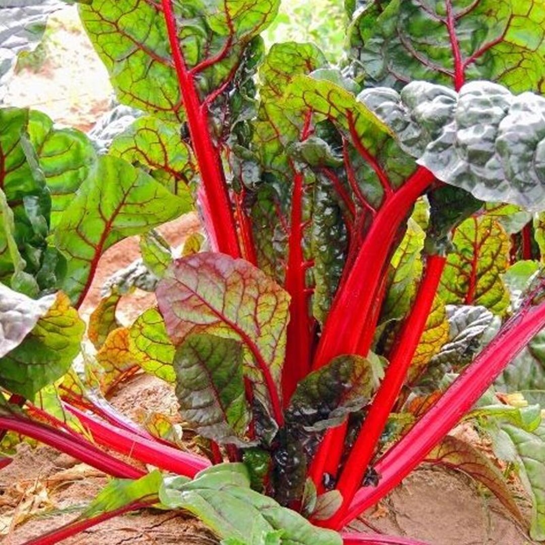 Ruby Vegetable Ruby Red Swiss Chard (beta Vulgaris Cicla) Vegetable Seeds, Easy to ...
