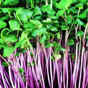 May include: Close-up of fresh microgreens with vibrant green leaves and slender purple stems. The image showcases a dense cluster of young plants, highlighting their natural colors and textures. A healthy and visually appealing display of edible greens.