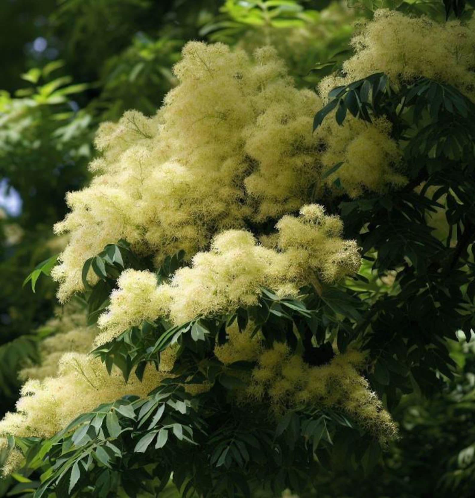 Fraxinus Ornus (flowering Ash) Tree Seeds, Elegant Appearance, Vibrant ...