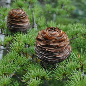 Cedrus libani (Lebanon Cedar) Tree Seeds, symbol of strength and longevity, thrives in harsh climates, supports biodiversity