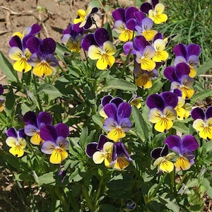 May include: A cluster of vibrant pansy flowers with deep purple petals and bright yellow centers. The flowers are surrounded by green leaves, creating a colorful display. The image showcases the natural beauty of these garden flowers.
