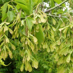 May include: Close-up of a tree branch with green leaves and clusters of light green seed pods. The seed pods are elongated and have a papery appearance. The background is blurred, suggesting a natural outdoor setting.