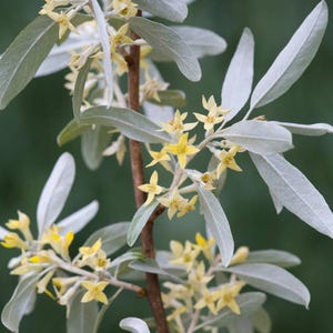 May include: Close-up of an Elaeagnus plant branch with silvery-green leaves and small, yellow, star-shaped flowers. The leaves are long and oval, and the flowers are clustered along the stem. The background is a soft, blurred green.
