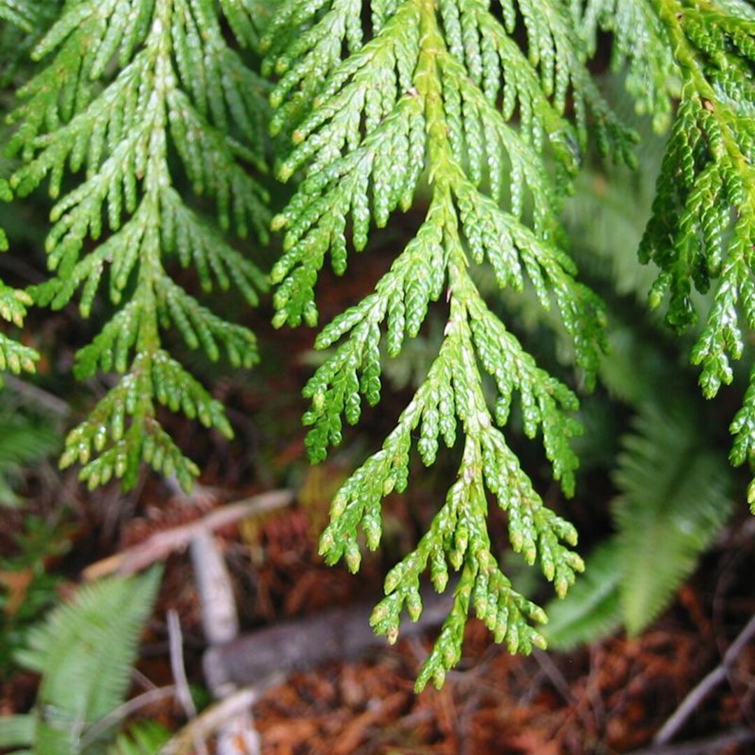 Thuja Plicata (western Redcedar, Western Red Cedar) Tree Seeds, Aromatic  Wood, Supports Wildlife and Indigenous Culture - Etsy