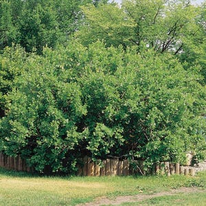 May include: A large, lush green bush with dense foliage. The bush is surrounded by a low wooden fence, with green grass in the foreground and more trees in the background. The image is taken outdoors on a sunny day.