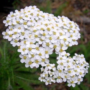 May include: Close-up of a cluster of white yarrow flowers with small yellow centers. The flowers are densely packed together, creating a full, textured appearance. The background is a soft green and brown, suggesting a natural outdoor setting.