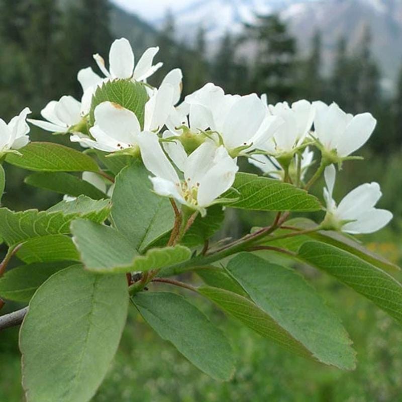 Saskatoon Spring Bloom Amelanchier Alnifolia C.s. (saskatoon Serviceberry) Shrub Seeds, Sweet ...