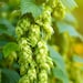 Humulus Lupulus (common Hops, Beer Hops, Hops) Herb Seeds, Climbing ...