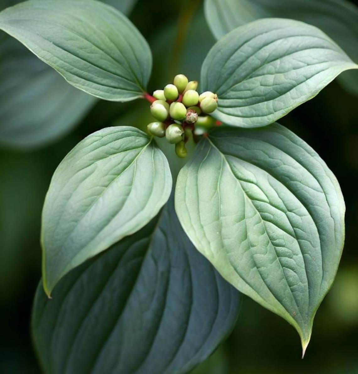 Cool Review About Gray Dogwood Cornus Racemosa