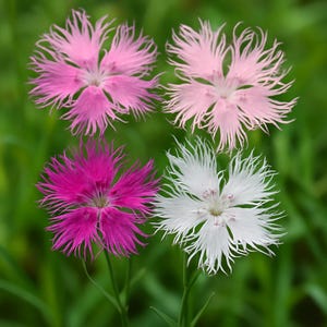 May include: Four Dianthus flowers in varying shades of pink, magenta, and white against a blurred green background. The flowers have fringed petals and are in full bloom, showcasing their delicate textures and vibrant colors. The image is a close-up of the flowers.