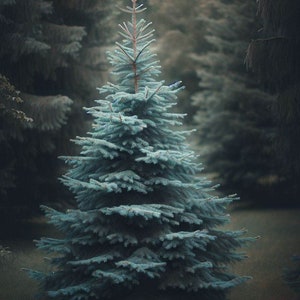 May include: A close-up of a blue spruce tree in a forest setting. The evergreen tree has a conical shape with layered branches covered in needles. The background features other trees, creating a natural, outdoor scene.