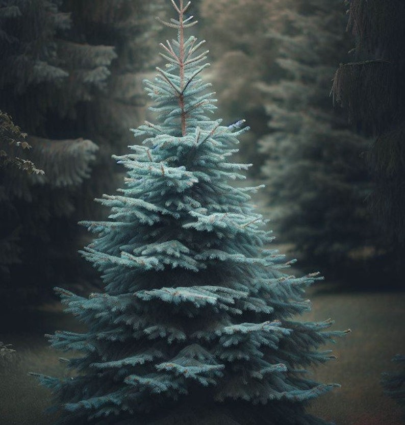 May include: A close-up of a blue spruce tree in a forest setting. The evergreen tree has a conical shape with layered branches covered in needles. The background features other trees, creating a natural, outdoor scene.