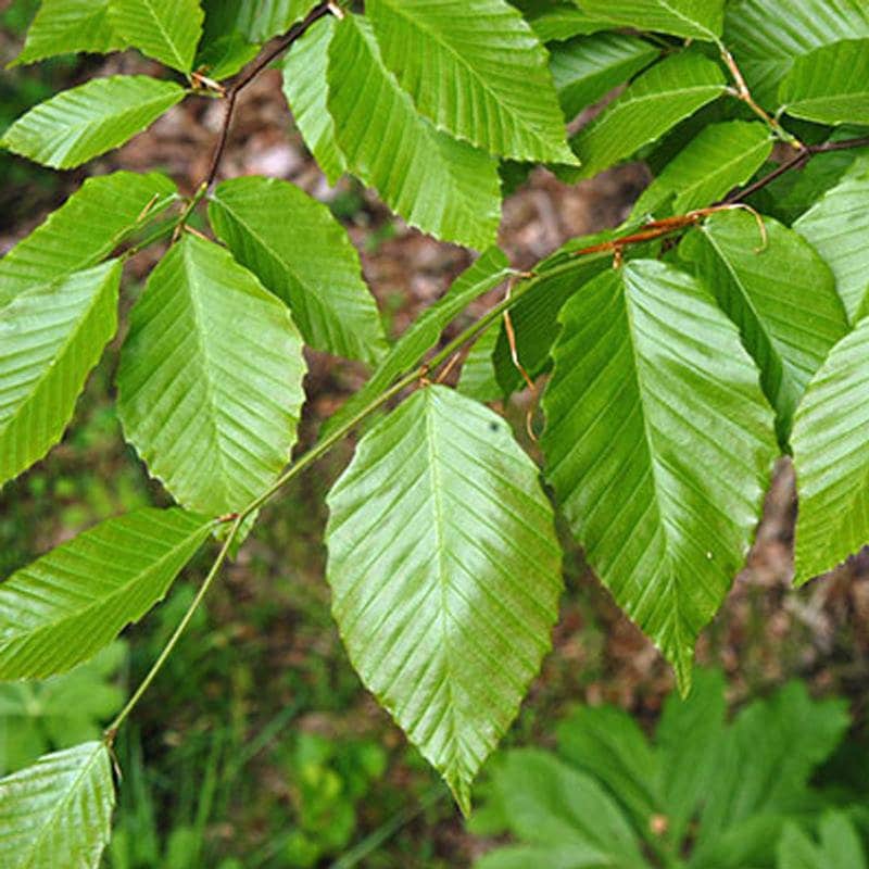 Fagus Grandifolia american Beech Tree Seeds Majestic Tree Etsy