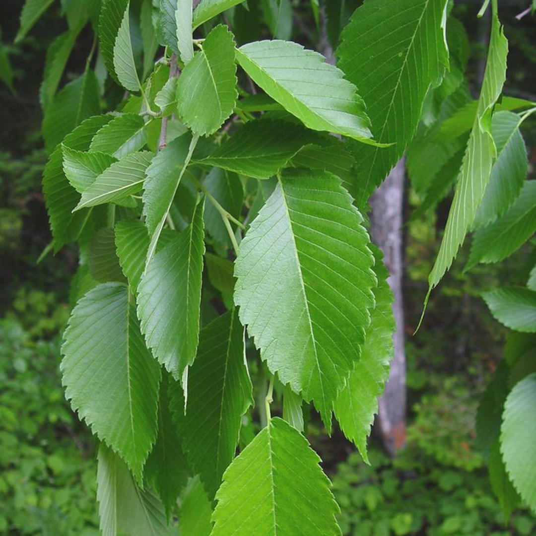 Ulmus Americana (american Elm) Tree Seeds, Low Maintenance, Tall and ...