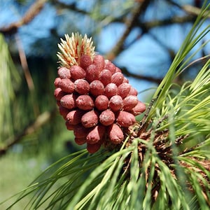 May include: Close-up of a pine cone with a cluster of reddish-brown scales and a light beige top. The pine cone is surrounded by green pine needles and branches, with a blurred blue sky in the background.