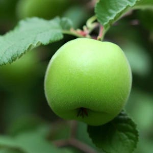 May include: A close-up of a green apple hanging from a tree branch. The apple is smooth and round, with a slight dimple at the bottom.