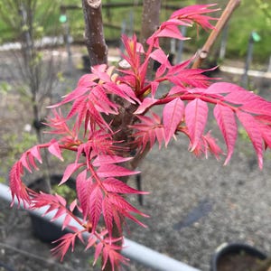 May include: Close-up of a young tree branch with vibrant pink leaves. The leaves are a striking shade of pink, with a feathery texture. The tree's bark is a light brown color. The background is blurred, suggesting an outdoor setting.
