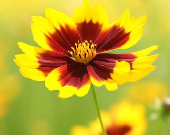 COREOPSIS tinctoria (Plains Coreopsis, Dwarf) Flower Seeds, Easy to Grow, Delicate, Unique Flowers, Attractive to Pollinators