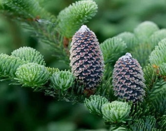 Abies fraseri (Fraser Fir) Tree Seeds, a popular Christmas tree choice, Its ornamental appeal aids conservation efforts