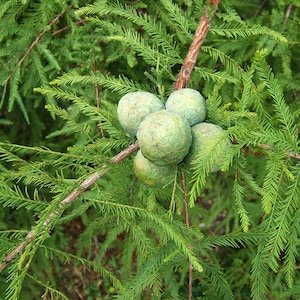 May include: Close-up of a cluster of green, round, woody cones on a branch of a coniferous tree. The cones are clustered together and have a rough, textured surface.