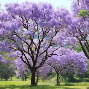 May include: A vibrant image of several Jacaranda trees in full bloom, showcasing their signature purple flowers. The trees stand tall against a backdrop of green grass and a clear sky, creating a picturesque scene.