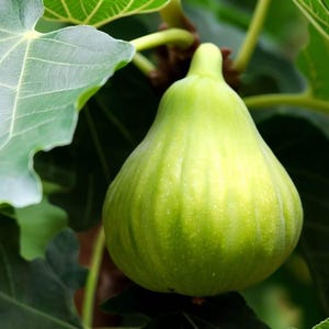 May include: A green fig hanging from a fig tree branch. The fig is smooth and has a slightly pear-shaped form.