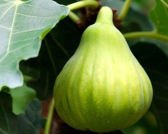 Brooklyn Italian White Fig - Cuttings, honey-sweet, jelly-like figs ideal for fresh eating or culinary uses, late summer to fall harvests