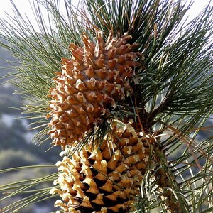 May include: Close-up of two brown pine cones with textured scales, attached to a branch with long, green needles. The cones are in focus, with a blurred background of green foliage and a hint of the sky.
