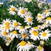 500 Roman Chamomile Seeds - Chamaemelum Nobile | Non-GMO, Medicinal & Culinary Herb - View #5