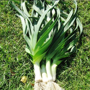 May include: A bundle of fresh leeks with long, vibrant green leaves and white stalks. The leeks are lying on a bed of green grass, showcasing their natural, organic appearance. The roots are visible, indicating they are freshly harvested.