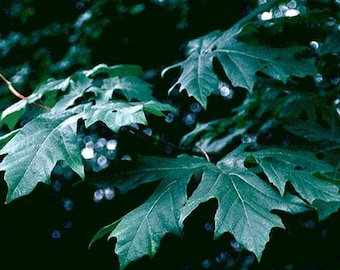 Acer macrophyllum d.w. (Bigleaf Maple) Tree Seeds, Largest Maple Leaves, Impressive Size, Attractive Fall Foliage, Spring Blooms