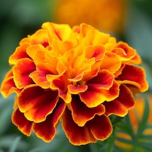 May include: Close-up of a vibrant marigold flower. The petals transition from a deep red at the base to a bright yellow-orange at the tips. The flower is in full bloom, showcasing its layered, ruffled petals against a blurred green background.