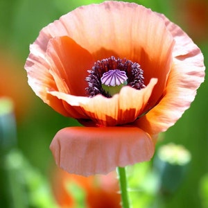 Papaver somniferum (Breadseed Poppy) Flower Seeds , striking flowers and edible seeds used in baking