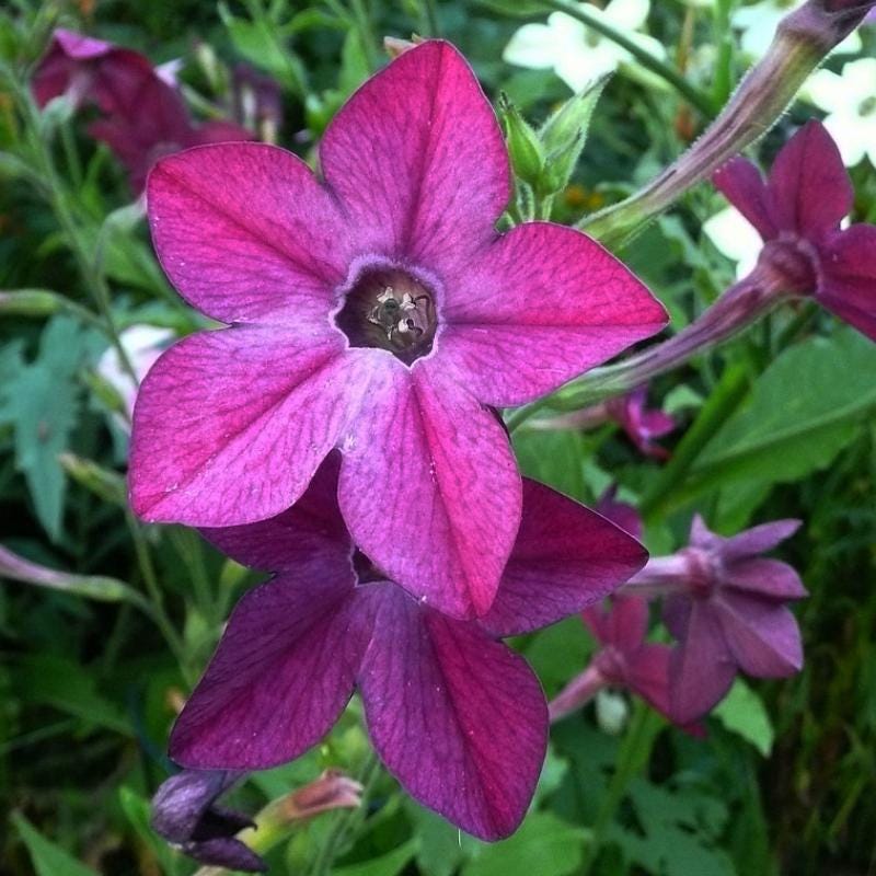 NICOTIANA Alata 'sensation Mixed' (flowering Tobacco - Sensation Mixed)  Flower Seed, Boast Fragrant, Colorful Blooms and Attract Pollinators