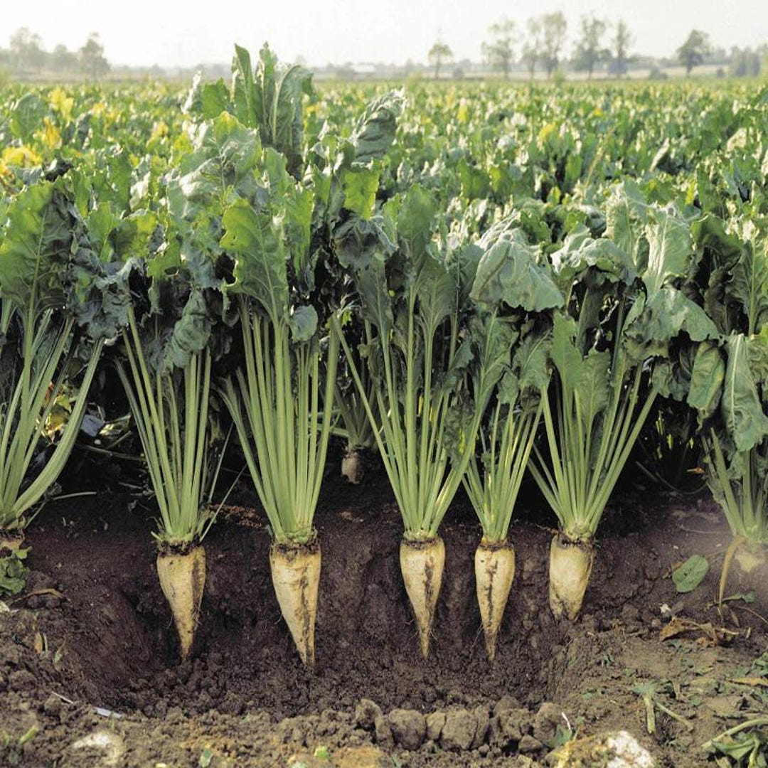 Sugar Beets (beta Vulgaris) Vegetable Seeds, Low Maintenance, Cold ...