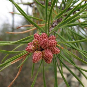 May include: Close-up of a cluster of small, reddish-brown pine cones surrounded by long, green needles. The cones have a textured, scaly appearance, and the needles are slender and pointed. The background is blurred, suggesting a natural outdoor setting.