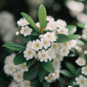 May include: Close-up of a cluster of small white flowers with yellow centers, surrounded by glossy green leaves. The flowers are in full bloom, creating a delicate and natural aesthetic. The image is well-lit, highlighting the details of the floral arrangement.