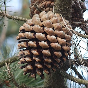 May include: A large, brown pine cone with a rough, textured surface. The cone is attached to a branch and has many scales.