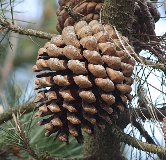 Pinus Radiata Monterey Pine
