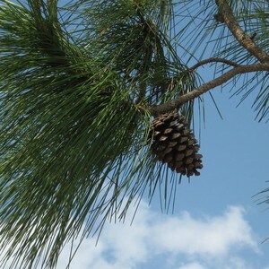 May include: A close-up of a pine cone hanging from a branch of a pine tree against a blue sky with white clouds.